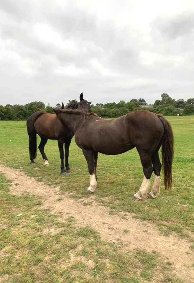 Horses grazing in one of the eight fields