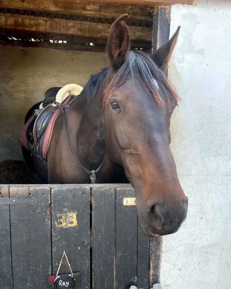 Ray looking out of his stable